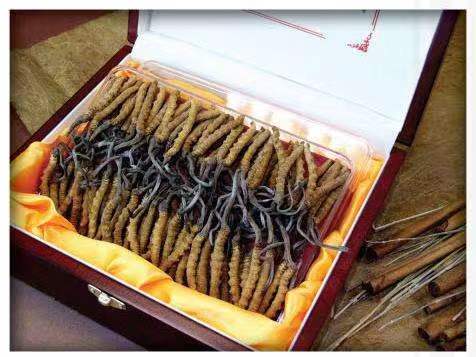 赛罕冬虫夏草回收